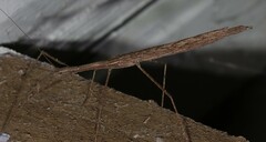 Sipyloidea larryi