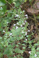 Clinopodium menthifolium ascendens