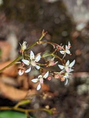 Micranthes petiolaris
