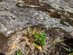 Micranthes petiolaris