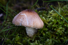 Lepiota spheniscispora