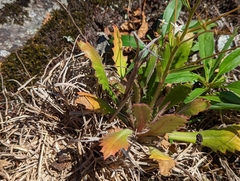 Micranthes petiolaris