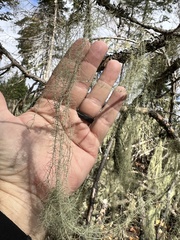 Usnea longissima