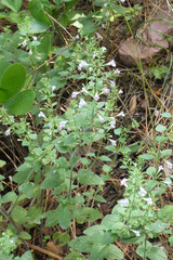 Clinopodium menthifolium ascendens