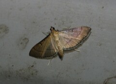 Bradina admixtalis