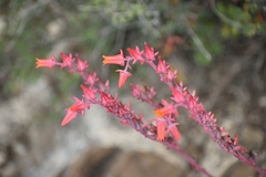 Echeveria