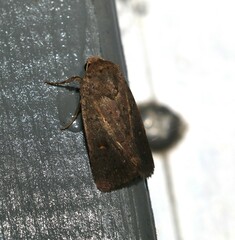 Proteuxoa hypochalchis