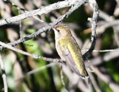 Selasphorus platycercus