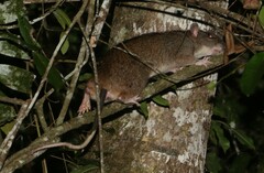 Uromys caudimaculatus