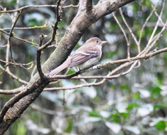Lathrotriccus euleri