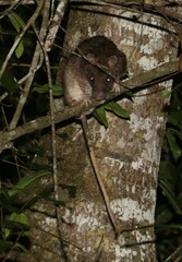 Uromys caudimaculatus