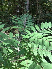Rhus glabra