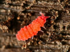 Bilobella