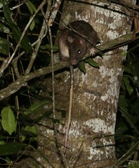 Uromys caudimaculatus