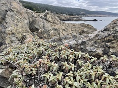 Eriogonum latifolium