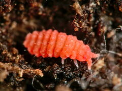 Bilobella