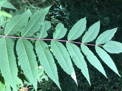 Rhus glabra