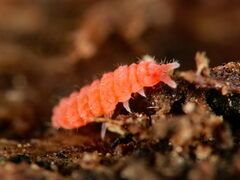 Bilobella