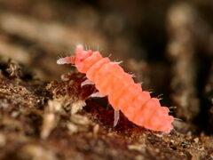 Bilobella