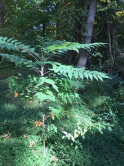Rhus glabra