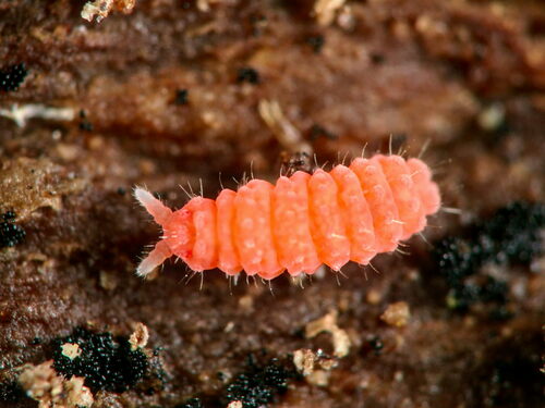 Representative image of Bilobella