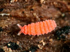 Bilobella