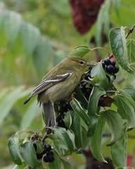 Setophaga striata