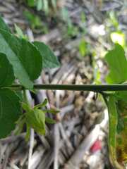 Malvaviscus arboreus