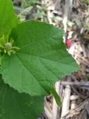 Malvaviscus arboreus