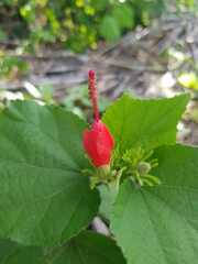 Malvaviscus arboreus