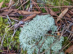 Cladonia subtenuis