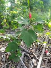 Malvaviscus arboreus