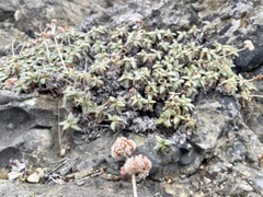 Eriogonum latifolium