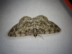 Protoboarmia faustinata