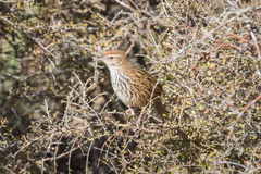 Poodytes punctatus punctatus