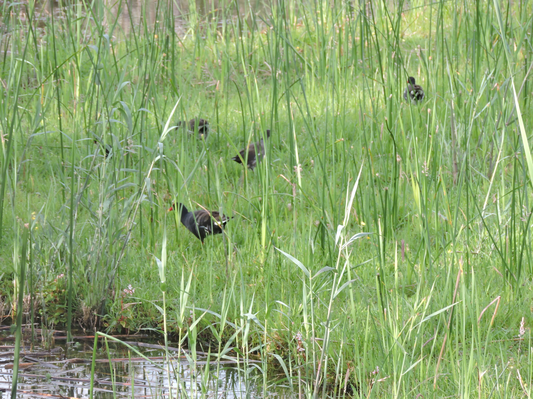 Gallinula chloropus image