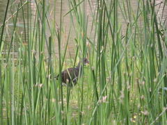 Gallinula galeata