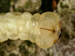 Agrilus biguttatus