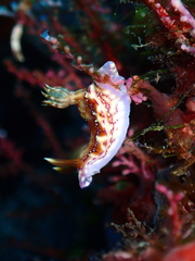 Hypselodoris krakatoa
