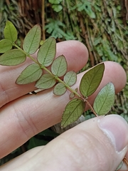 Metrosideros diffusa
