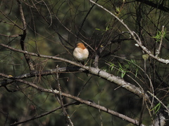 Furnarius leucopus