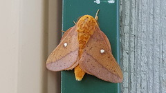 Anisota fuscosa