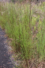Schizachyrium condensatum