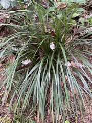 Ophiopogoneae