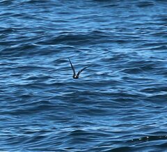 Hydrobates leucorhous
