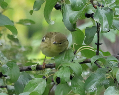 Setophaga striata