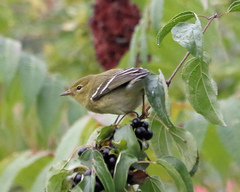 Setophaga striata
