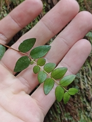 Metrosideros diffusa