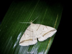 Zanclognatha griselda