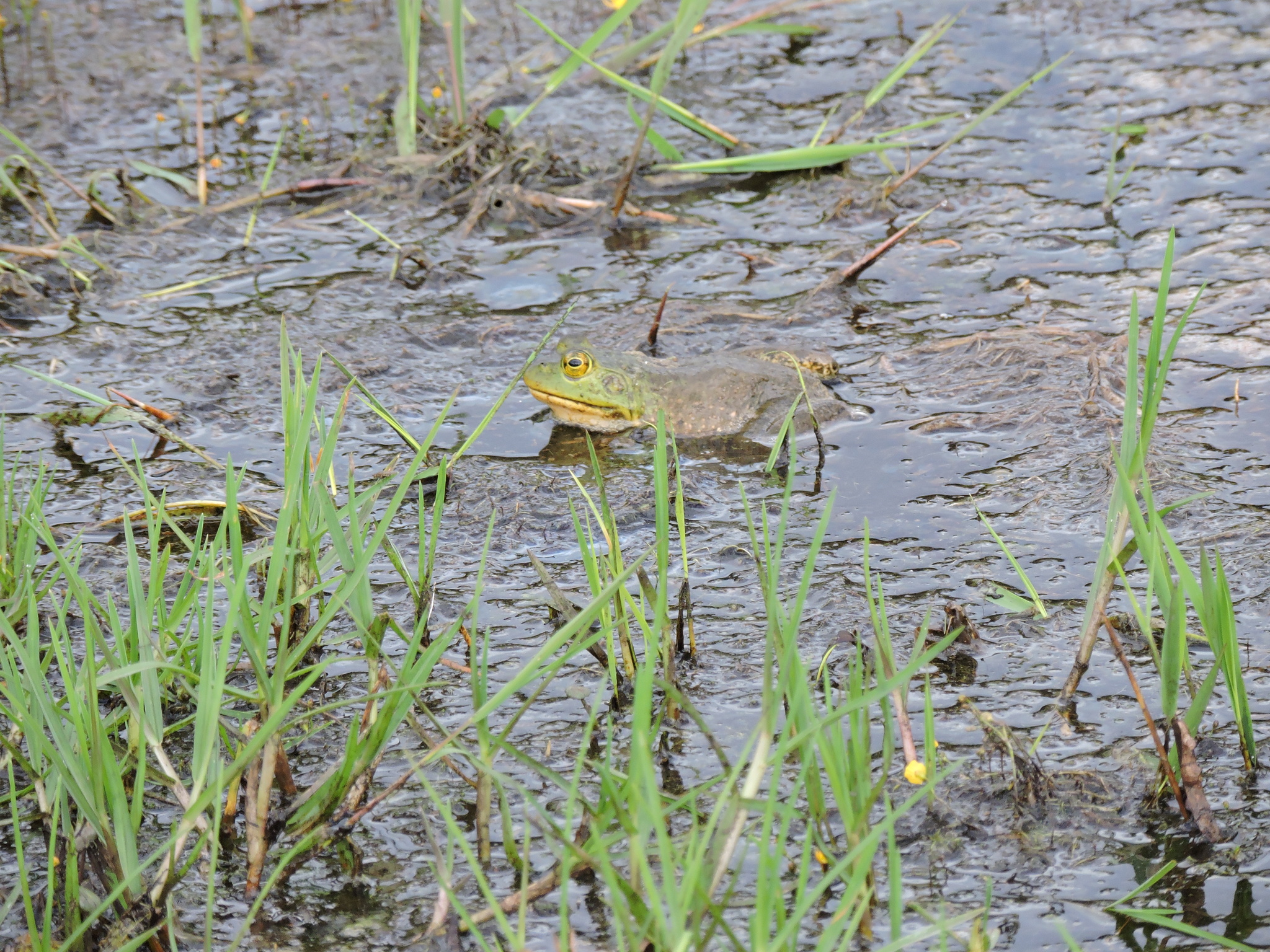Lithobates catesbeianus image